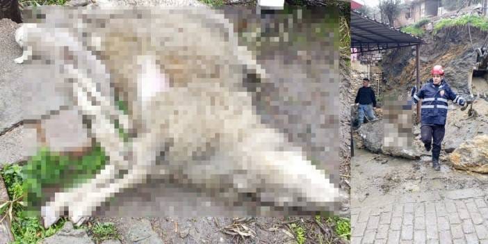 Sağanak nedeniyle istinat duvarı çöktü! 4 koyun altında kalarak can verdi