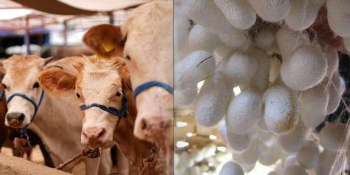 TÜİK hayvansal üretim verilerini açıkladı