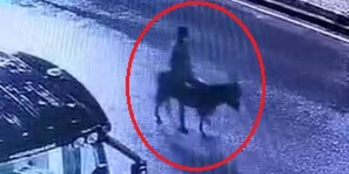 Forkliftle soyduğu kuyumcudan eşekle kaçmıştı: İfadesi ortaya çıktı