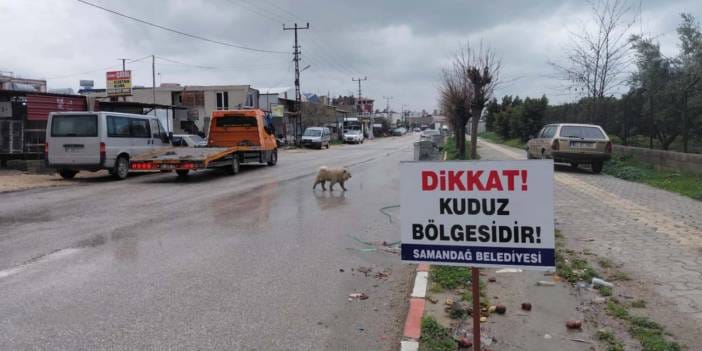Hatay'da kuduz alarmı: 4 mahalle karantinaya alındı