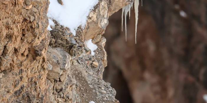 Dağların görünmez hayalet kedisi 15 metre sıçrıyor