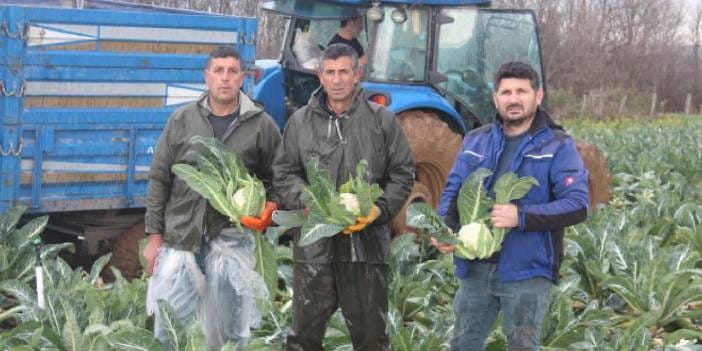 Bafra Ovası'nda hasat başladı: Tarlada 8 rafta 50 liradan satılıyor