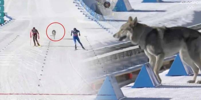 Kış Olimpiyatları’nda beklenmedik misafir! Piste giren kurt durmadan koştu