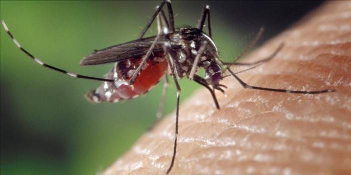 Tropik tehdit kapıda: Küresel ısınma yeni bir salgın dalgası mı getiriyor?