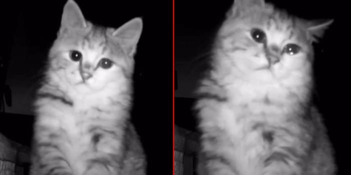 Viral akım sürüyor: Bu kez de "ağlayan kedi" gündemde