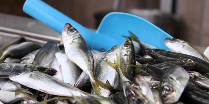 Hamsi tahtından oldu: Sadece bir ayda 1928 ton satıldı