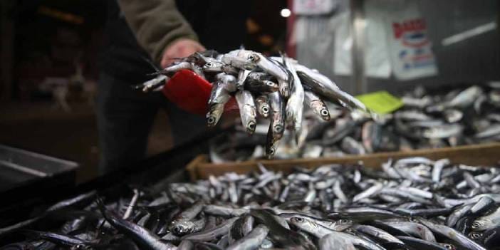 Kilimli Limanı'ndan 500 ton hamsi çıktı