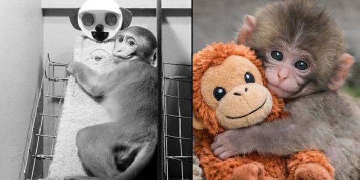 Peluşa sarılan Punch bilimin 70 yıllık gerçeğini hatırlattı