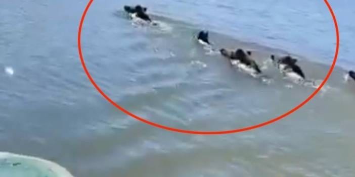 Domuz sürüsü barajda yüzdü