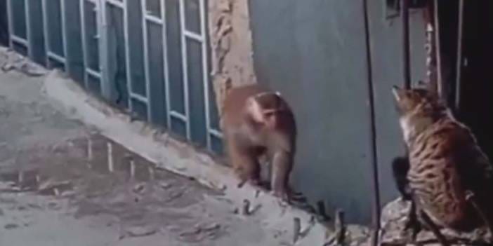 Kadıköy'de firari makak maymunu kedi ile karşılaştı