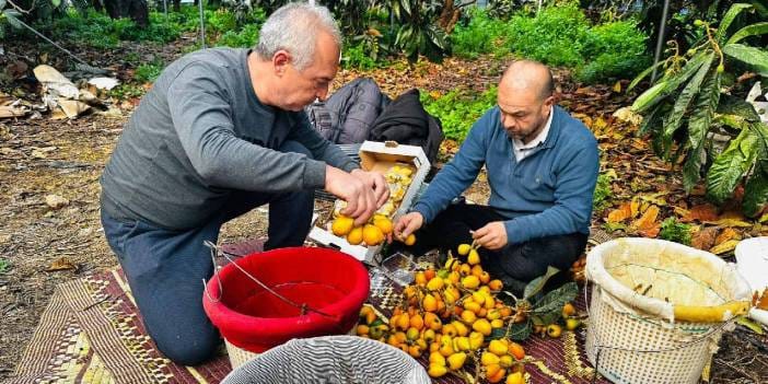 Mersin'de hasadı başladı: Tek tek toplanıyor, kilosu bin 500 TL'den kapış kapış satılıyor