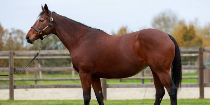 TMSF at satacak! Milyonluk ihale açıldı