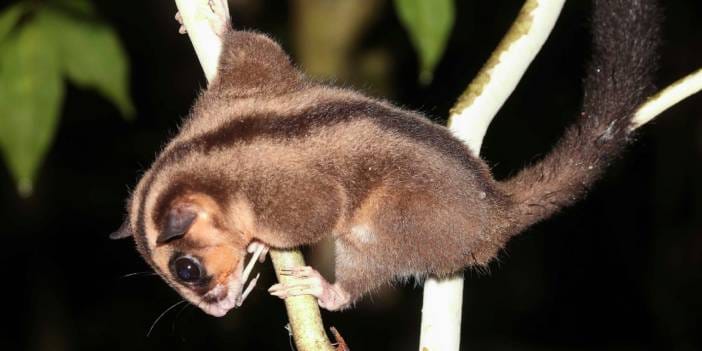 Neredeyse İmkansızdı: 6 bin yıl sonra ortaya çıktılar