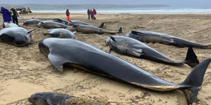 Toplu balina ölümü dünyayı sarsmıştı: Trajik neden yıllar sonra ortaya çıktı