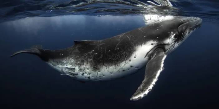 200 yıl yaşayan balinalar insan hayatını uzatabilir