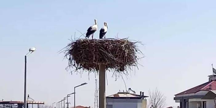 Baharın müjdecisi geldi: İlk leylekler yuvalarına yerleşti