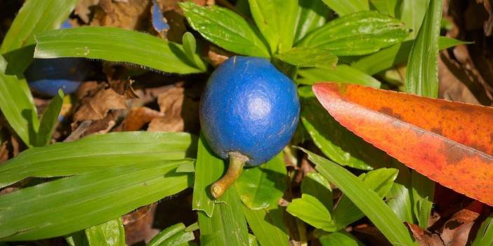 Görenleri hayrete düşüren mavi incirin sırrı ne?