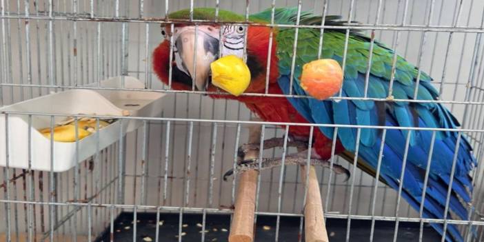 Dünyanın en zeki hayvanlarından 3’ü sınır kapısında bulundu