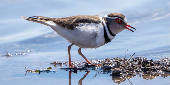 İlk kez Türkiye semalarında görüldü