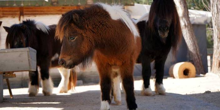 Bayramda doğdu adı 'Şeker' oldu: 1. yaşını kutlamaya hazırlanıyor