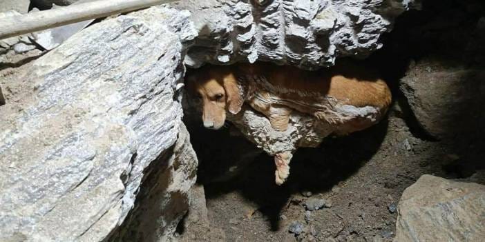 Betona gömülen köpek 7 saat sonra kurtarıldı