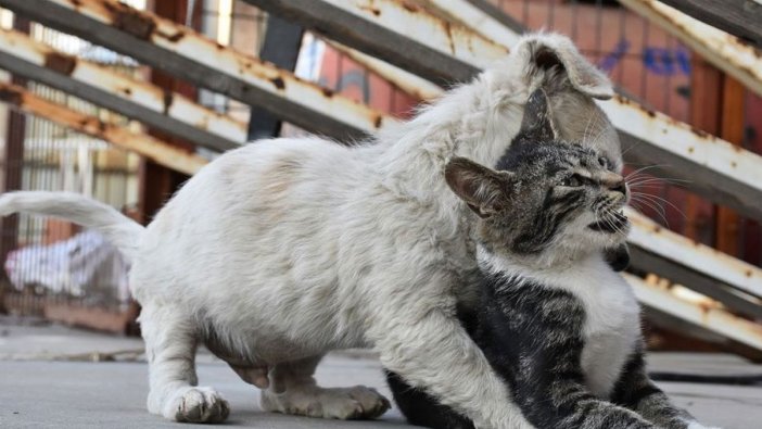 "Kedi köpek gibi tartışmak" mı? Bir de Hüsnü ve Hüsniye'nin dostuluğuna bakın