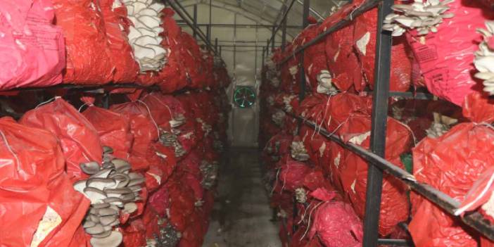 Beş çadırda yılda 60 ton hasat ediyorlar: Samsun, Ordu ve Trabzon almak için sırada bekliyor