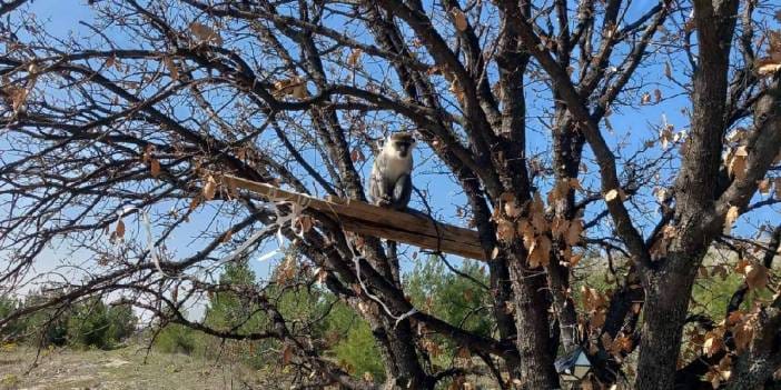 Arıcı ağaçta görünce şaşkına döndü: Hemen ekiplere haber verdi
