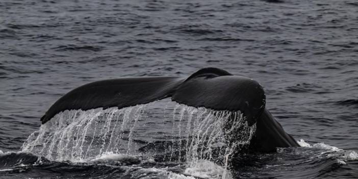 Tüm Almanya mahsur kalan balina için nefesini tuttu! Derisi dökülen ihtiyar yaşam savaşı veriyor