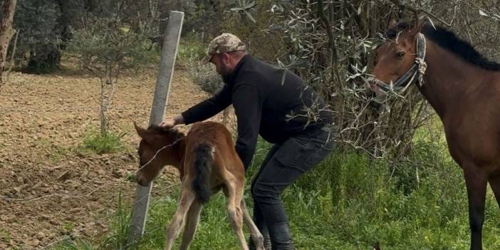 İncirliova'da mahsur kalan tayı esnaf kurtardı