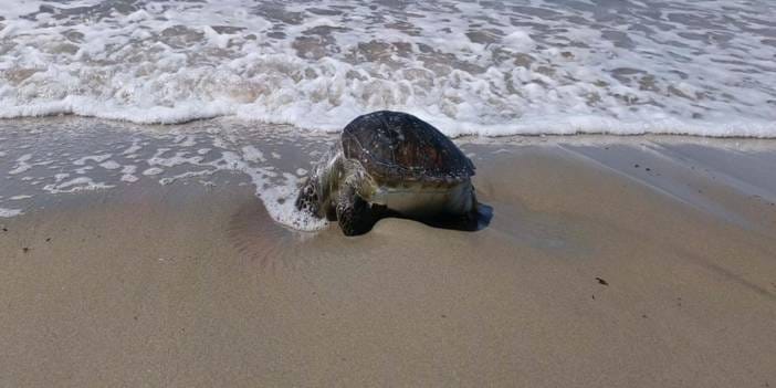 Deniz kaplumbağası ölü halde sahile vurdu: Sayı 8’e çıktı