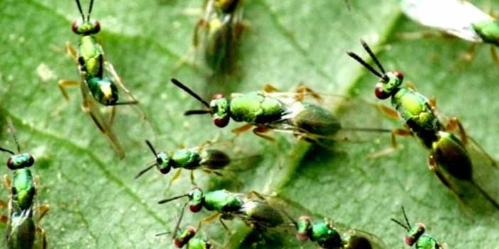 10 bin avcı böcek doğaya salınacak