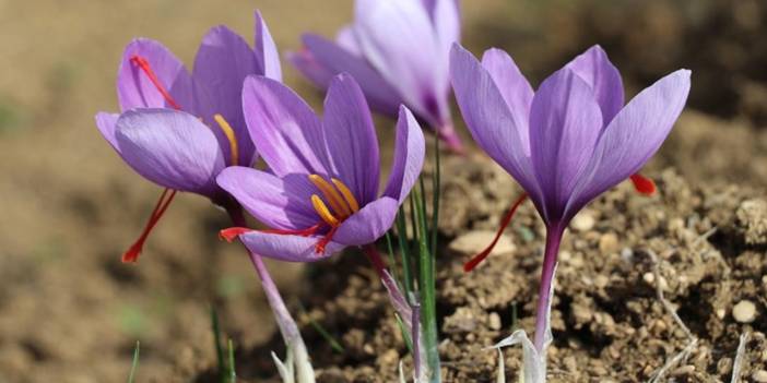 50 metrekarelik oda, 1,5 dönümlük tarla verimi sunuyor