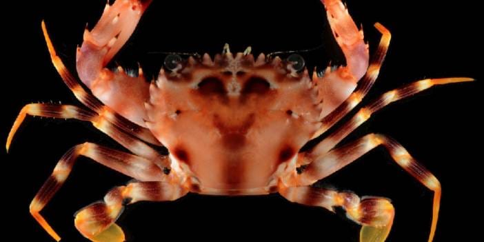 Akdeniz’de yeni istila: Yengeç türü hızla yayılıyor