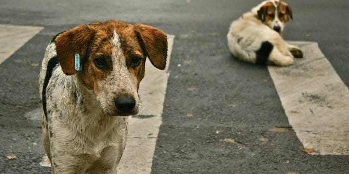 İstanbul'da sokak köpekleri için valilik genelgesi! Mayıs'a kadar 'toplamayan' belediyeler savcılığa verilecekmiş