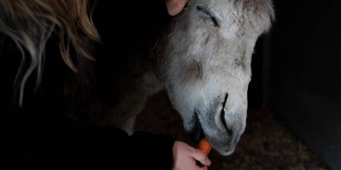 Ölümden döndüler: Eşek 'Garip' artık yalnız değil, kedi 'Şanslı' bir kez daha yaşıyor
