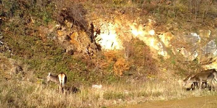 Bursa'da görüntülendiler! Boyları 2 metreye kadar ulaşıyor