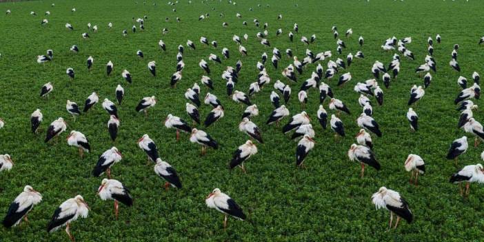 Afrika'dan gelip Konya'da mola verdiler: Tarım arazilerinde enerji topluyorlar