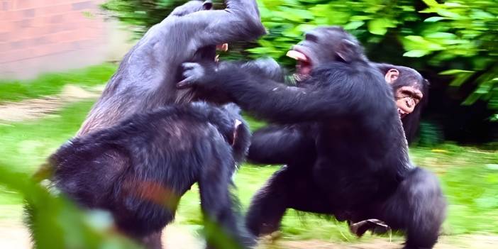 Şempanzeler arasında iç savaş çıktı: 500 yılda bir görülen olay