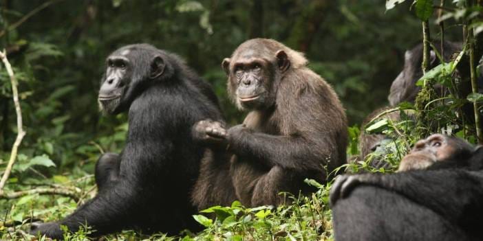 Şempanzelerin iç savaşının görüntüleri ortaya çıktı! En az 28'i öldü