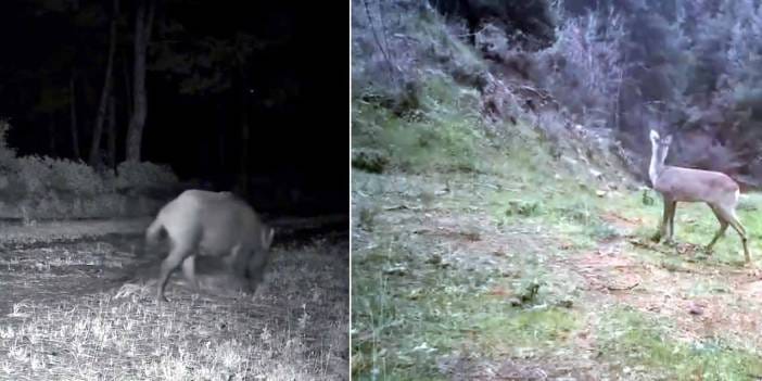 Tekirdağ'da görüntülendiler: Aynı güzergahta gidip geri döndüler