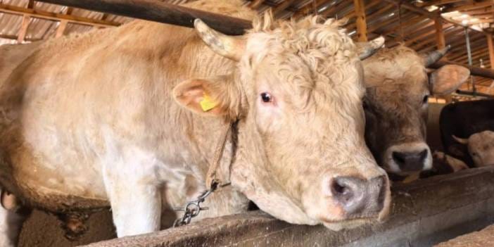 Kurbanlık boğa Paşa araba fiyatına satışa çıktı! Tamı tamına 1,1 ton