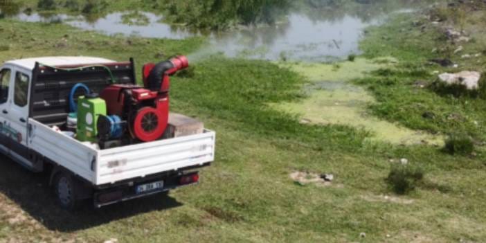 İstanbul için haşere alarmı: Valilikten 'kesintisiz mücadele' talimatı