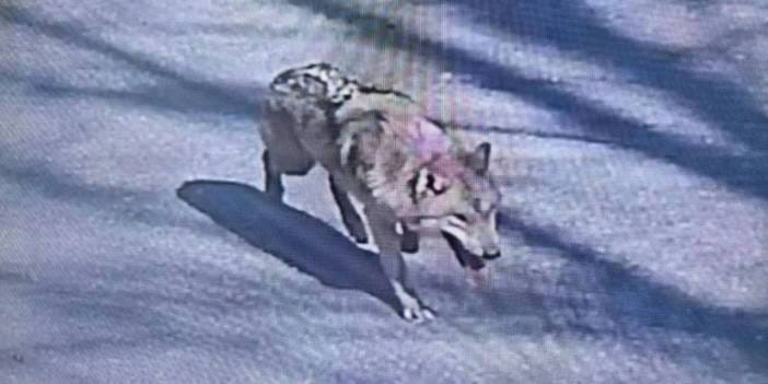 300 kişilik ekip arıyor ama yok! Kaçak kurt adeta buhar oldu