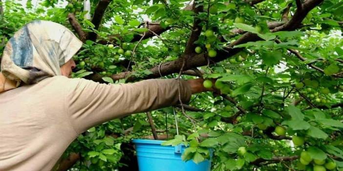 Mersin'de hasadı başladı: Kilosu 800 lira, Araplar ve Avrupalılar almak için sıraya girdi