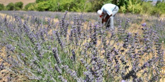 Su faturasını tamamen unuttular: Bu bitkilerle servet kazanıyorlar