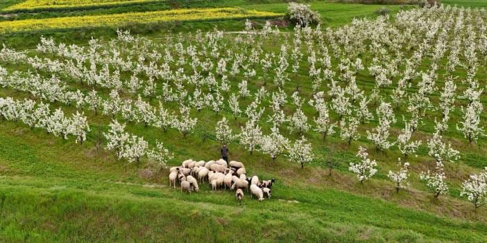 Kanola ve meyve ağaçları birbirine karıştı: Fotoğrafçılar Kuştepe’ye koşuyor