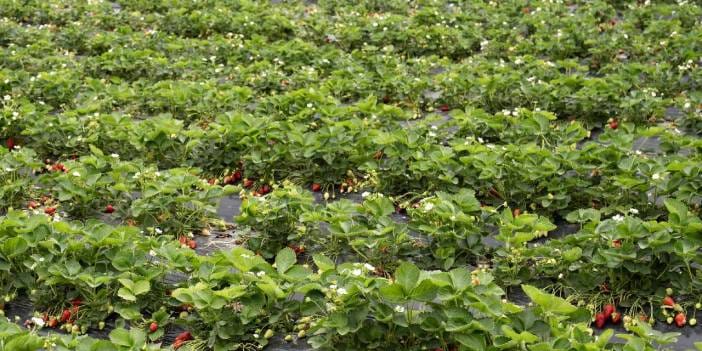 Günün ilk ışıklarıyla hasada başlayıp tek tek topluyorlar: 500 milyon lira gelir getiriyor