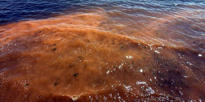 Tekirdağ'da alg patlaması: Denizin rengi değişti