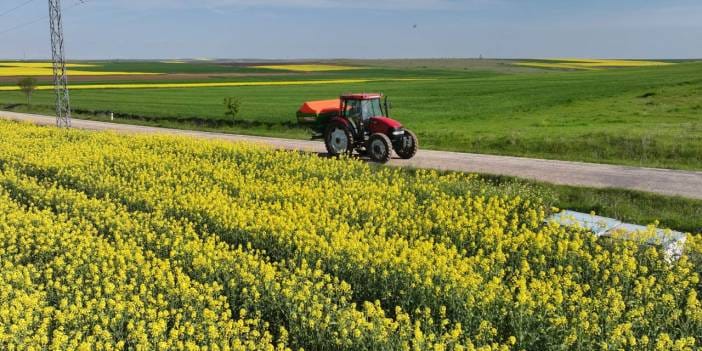Kuraklık ayçiçeğini zorladı: Kanola tarlaların yeni gözdesi oldu